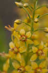 Loomis' yellow loosestrife